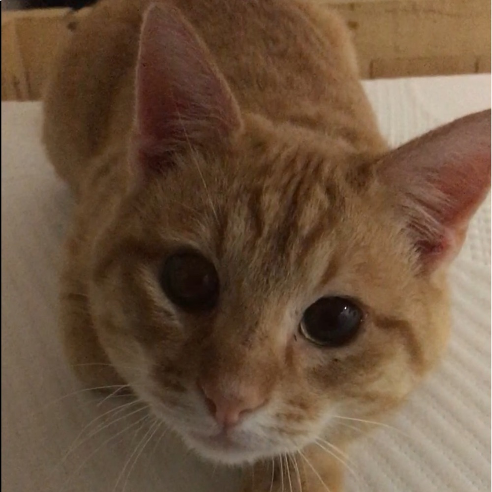 Meet your Posher, Audrey